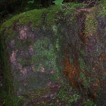 The Flume Gorge - Mossy boulder - Parks Near Me - Lincoln, New Hampshire The Flume Gorge - Mossy boulder - Parks Near Me - Lincoln, New Hampshire