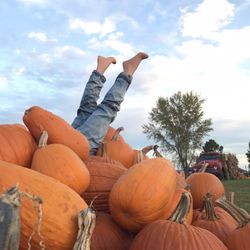 Carolyn's Country Cousins Pumpkin Patch