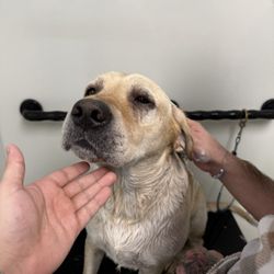 Canine Clean