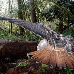 Ju Lee Hawkfeather