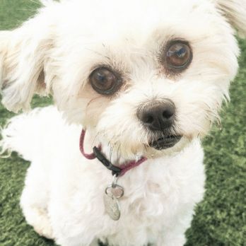 Sky's the Limit Pet Service - Dog Walkers Near Me Sky's the Limit Pet Service - Dog Walkers Near Me