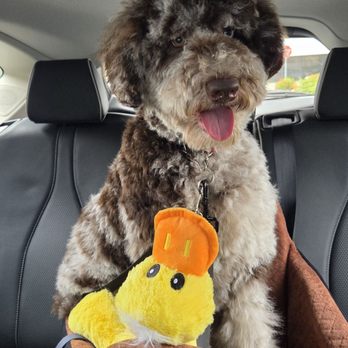 Pampered Paws - Pet Groomers Near Me - La Habra, California Pampered Paws - Pet Groomers Near Me - La Habra, California