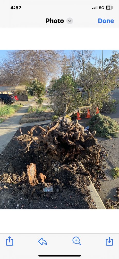 Slide of Ramirez Tree Service 