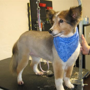 Diggidy Dog Pet Salon - Pet Groomers Near Me - The Colony, Texas Diggidy Dog Pet Salon - Pet Groomers Near Me - The Colony, Texas