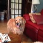 Photo of Wagging Tail Dog Services