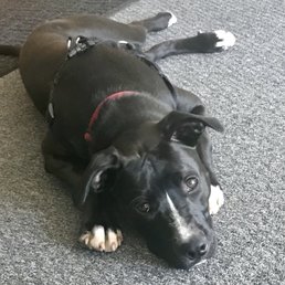 Icela, the shop puppy.