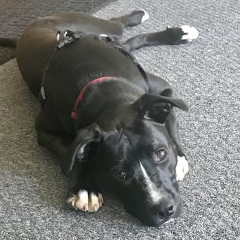 Northwest Paintless Dent Removal - Icela, the shop puppy. - Mobile Dent Repair Near Me