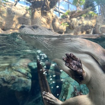 Downtown Aquarium - Museums Near Me - Denver, Colorado Downtown Aquarium - Museums Near Me - Denver, Colorado