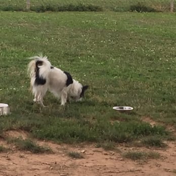 Lower Allen Community Park - Lots of smells but clean - Dog Parks Near Me - Mechanicsburg, Pennsylvania Lower Allen Community Park - Lots of smells but clean - Dog Parks Near Me - Mechanicsburg, Pennsylvania