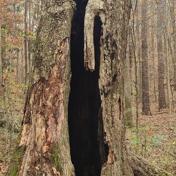 Cascade Springs Nature Preserve - Hollowed tree - Parks Near Me - Atlanta, Georgia Cascade Springs Nature Preserve - Hollowed tree - Parks Near Me - Atlanta, Georgia
