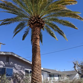 Aron's Tree Service - Looks amazing! - Tree Services Near Me