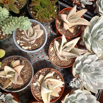 Shuna’s Succulent House - Nurseries & Gardening Near Me - Chino, California
