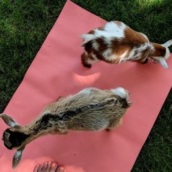 ATX Goat Yoga