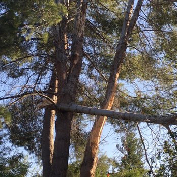 LNS Tree Service Inc - Tree Services Near Me - Oxnard, California LNS Tree Service Inc - Tree Services Near Me - Oxnard, California