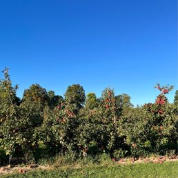 Apple orchard