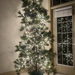 Boyce Farms - White Pine from Boyce Farms(Yes, we need to purchase a tree skirt)! Great deal for $70