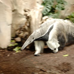 Parc Zoologique de Montpellier - Le Parc du Lunaret Tapir Montpellier