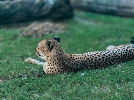 Fort Worth Zoo by null