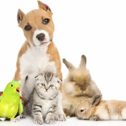Dallas Professional Pet Care - Dog Walking