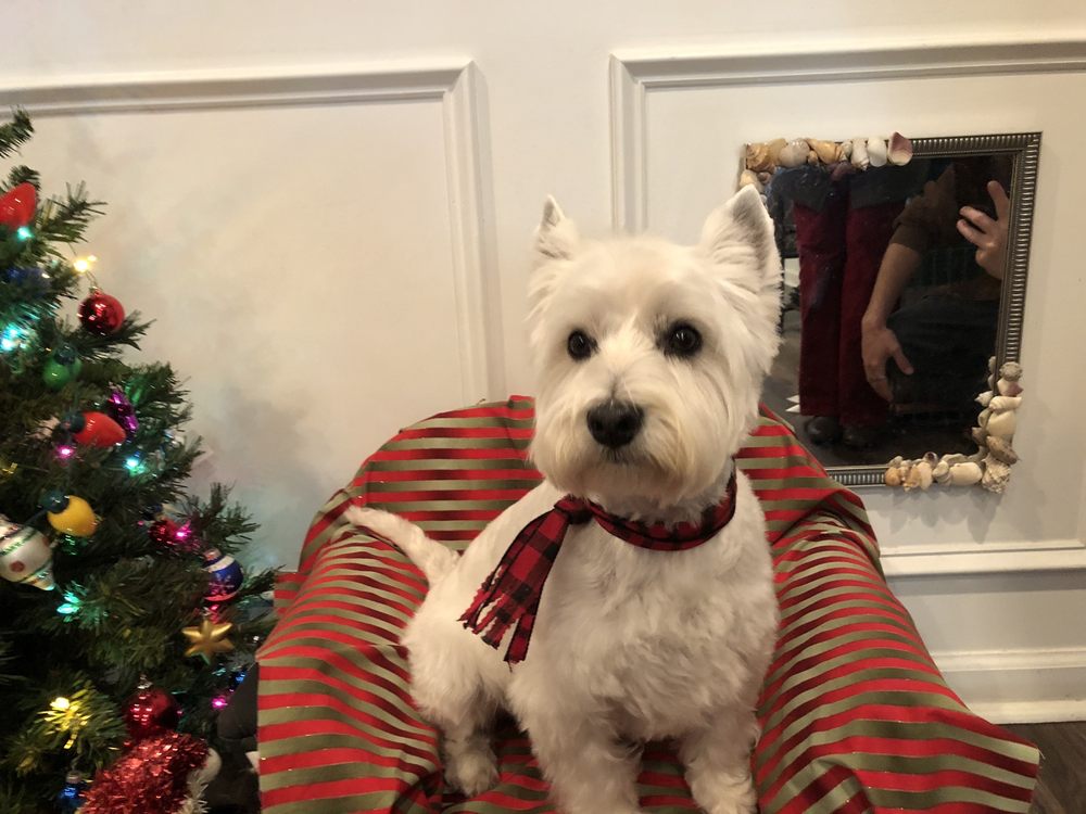 BARKERS GROOMING SALON 13 Photos 10549 Troupeville Rd, Valdosta