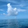 Photo of Stray Cat Sailing Adventures Key West