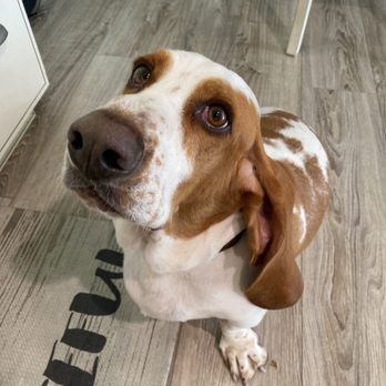 The Modern Pup - My basset Copper, so clean! - Pet Groomers Near Me - Redding, California The Modern Pup - My basset Copper, so clean! - Pet Groomers Near Me - Redding, California
