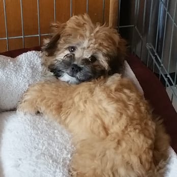 Bow Wow Babies - Chewy at 4 months!! - Pet Stores Near Me - Huntington, New York