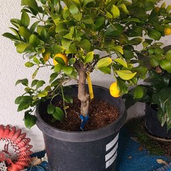 Plants Express - This is the perfect shot of this little semi dwarf beauty.