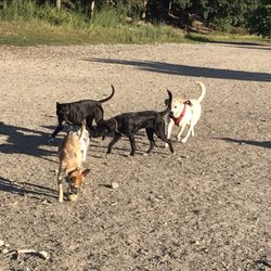 Valley Street Dog Park