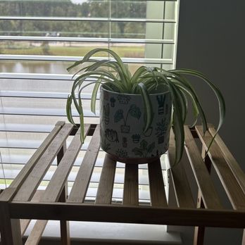 Bked Shop - Spider Plant - Donuts Near Me - Summerville, South Carolina