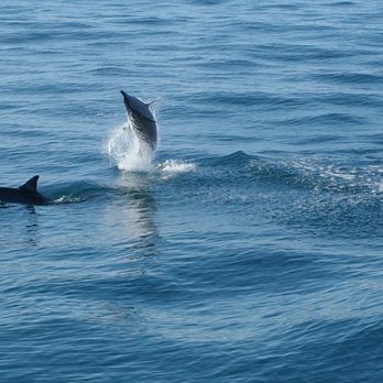 Makana Charters and Tours - Spinner dolphin - Boating Near Me - Waimea, Hawaii Makana Charters and Tours - Spinner dolphin - Boating Near Me - Waimea, Hawaii