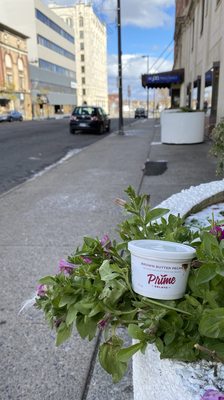 Prime Gelato by null