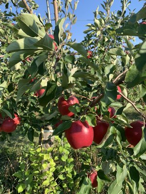 Clarke's Family Farm by null