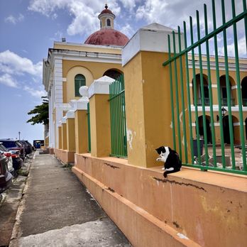 Save a Gato - Animal Shelters Near Me - San Juan, Puerto Rico Save a Gato - Animal Shelters Near Me - San Juan, Puerto Rico