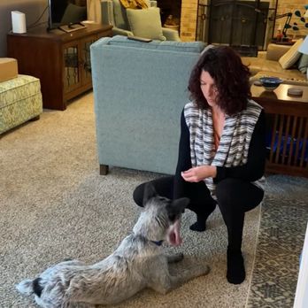 Maggie’s Canine Connection - Working on a down stay. - Pet Training Near Me Maggie’s Canine Connection - Working on a down stay. - Pet Training Near Me