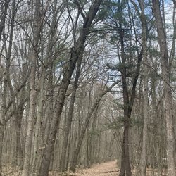Cooper Creek & Spencer Forest - Beautiful trees