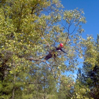 Goodman & Cole Tree Service - Tree Services Near Me - Mariposa, California Goodman & Cole Tree Service - Tree Services Near Me - Mariposa, California