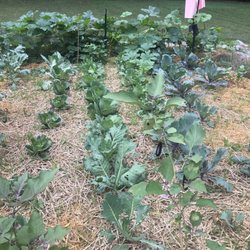 Sunny Hill Greenhouses & Nursery - Healthy plants