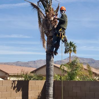 Ivy Tree Service - Tree Services Near Me