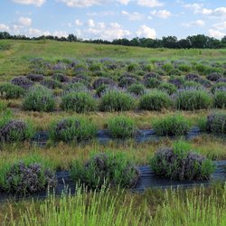 Belle Lavande Lavender Farm - Lavender fields