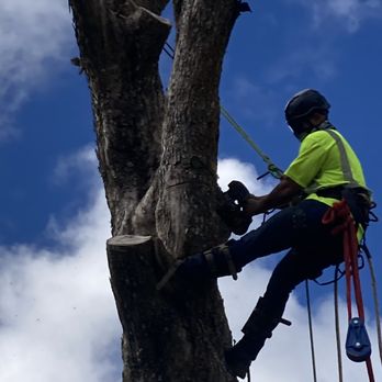 Aloha Aina Tree Service - a man on a tree - Tree Services Near Me - Keaau, Hawaii