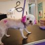 Doggie Style Cutz Mobile Grooming