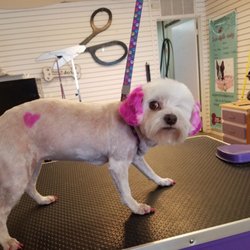 Doggie Style Cutz Mobile Grooming - Sassy with pink ears and pink heart. Chiquita with a pink heart