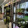 Photo of Dahing Plants