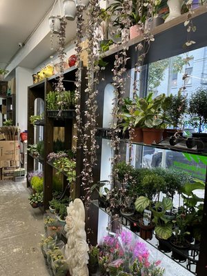 Dahing Plants & Landscaping by null