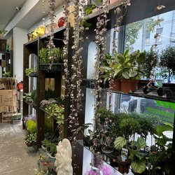 Dahing Plants - Back room