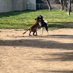 Glenbrook Dog Park