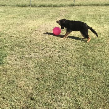 Paw Paws - I am waiting are you going to move ball? - Pet Boarding Near Me - Van Buren, Arkansas