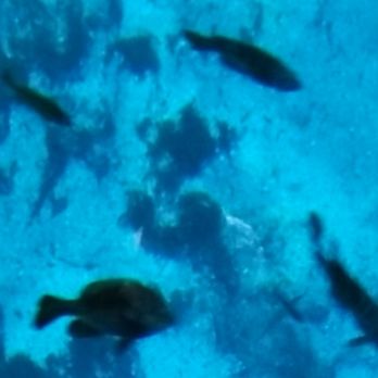 Silver Springs State Park - Fish swimming around the more shallow section of the spring - Parks Near Me - Ocala, Florida Silver Springs State Park - Fish swimming around the more shallow section of the spring - Parks Near Me - Ocala, Florida