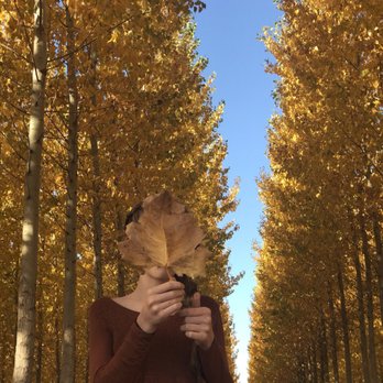 Boardman Tree Farm - Farms Near Me - Boardman, Oregon Boardman Tree Farm - Farms Near Me - Boardman, Oregon